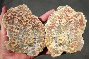 Matching Dinosaur Coprolites (Poop)  w/Mirror Finish • 3 pounds 2.1 oz. - Picture 1 of 16