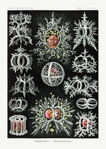 Ernst Haeckel : "Stephoidea - Radiolarians" (1904) - Giclee Fine Art Print - Picture 1 of 7
