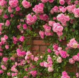 Pink Climbing Rose All Season Flower Seeds 20 Seeds - Picture 1 of 2