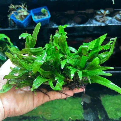 Java Fern Philippine Mini - Image 1 of 4