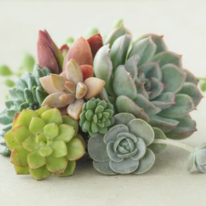 Houseplants, Indoor Succulent Mix, Easy Care, Gift Set, 6 x 5.5cm Pots - Picture 1 of 5