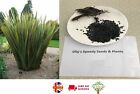 Variegated New Zealand Flax Phormium Tenax UK Grown 30+ seeds Same Day Dispatch
