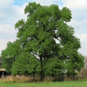 BLACK WALNUT 'Juglans nigra' TREE LIVE PLANT 8 TO 16 INCHES