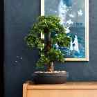  Künstliches Mini-Bonsai Ficus in Brauner Schale 43cm Kunstpflanze Emerald
