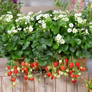 Strawberry 'Summer Breeze Snow'. Plug Plant x 4. Double white rose like flowers - Picture 1 of 4