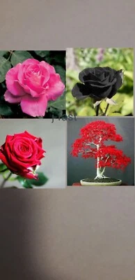 20 Japanese Red Maple Tree,5  Red Rose,5 Black Rose,5 Pink Rose Flower Seeds - Image 1 of 4