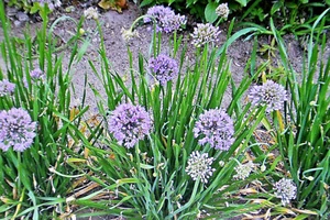 20 Samen Berglauch, Allium senescens ssp.montanum(A.Lusitanicum) #866 - Bild 1 von 1