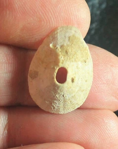 Lucapinella nigrita - Miocene fossile gasteropod, fm. Fssurellidae - Foto 1 di 2