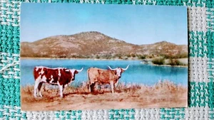 VINTAGE POST CARD LONGHORNS   CATTLE  CRATERVILLE OKLA. - Picture 1 of 12
