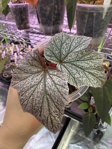 Begonia Pink Minx - grown from cutting rooted in clear 9cm pot - Picture 1 of 8