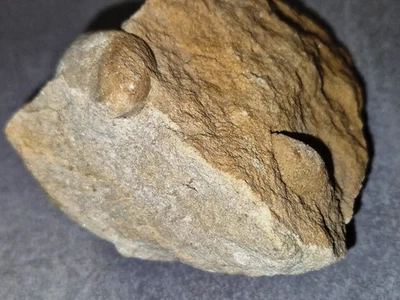 💎⚒ Fossile Muscheln im Sandstein Steinbruch Lohmgrund Sächsische Schweiz 💎⚒ - Bild 1 von 4