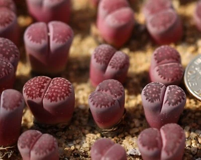 Plant -1 - Lithops salicola 'Bacchus' ’Sato’s Violet ’ - Image 1 of 4