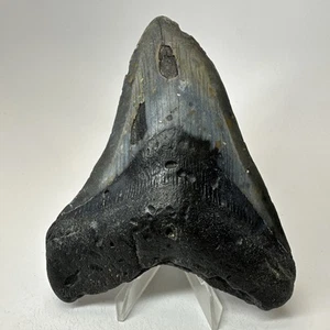 Megalodon Haizahn 4,70 Zoll - erstaunlich - authentisches Fossil - Carolina 19505 - Bild 1 von 8