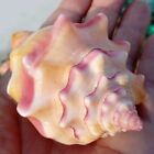 8-11CM Conch Large Rare Sea Beach Shell Coral Sea Snail Starfish Decor Fish Tank