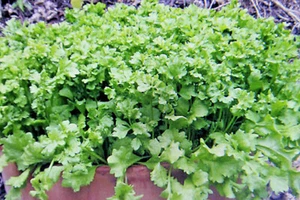40 Samen Kresse "Wrinkled Crinkled",Lepidium sativum #877 - Bild 1 von 1