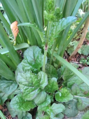 Wild Sage~Lyreleaf Sage Salvia lyrata Purple Knockout 3 Organic Bare root plants - Image 1 of 3