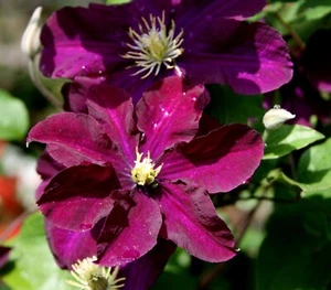 Großblumige Clematis 'Warszawska Nike' 60-100 cm im 2 Liter Topf - Bild 1 von 1