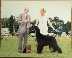 Afghan Hound 1991 Champion Dog Show 8 x 10 Foto / Photo - Bild 1 von 1