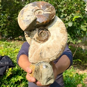 14,3 libbre naturale grande bella ammonite fossile conchiglia cristallo esemplare guarigione - Foto 1 di 11