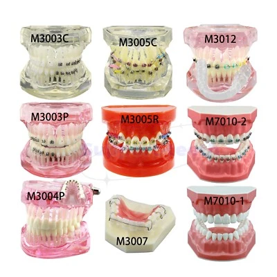 Dental Orthodontic Typodont Teeth Model With Self-Ligating Metal Ceramic Bracket - Image 1 of 4