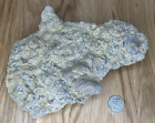 Fossil Specimen, Shell/Coral Bed, 220mm