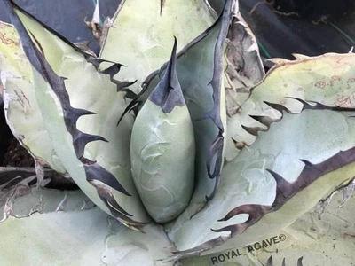 Agave ‘Cleopatra’ Blue Titanota Big Black Dagger Spine Teeth!! - Rare Succulent! - Image 1 of 4