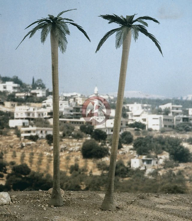 Verlinden 1/72 Palm Trees (2 Pieces) [Resin & Photo-etch Diorama Accessory] 2095 - Image 1 of 1
