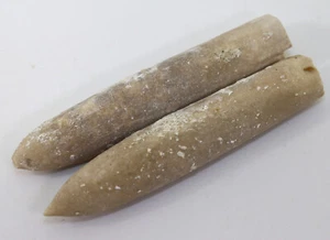 Belemnit, Belemnellocamax mammillatus, Kreide, Cenoman, Ignaberga, SWE -L22 - Picture 1 of 7