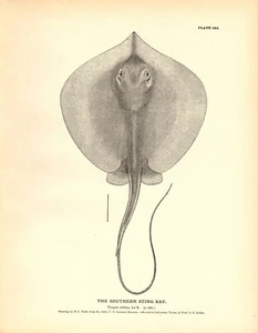 Rare 1884 Antique Fish Print Engraving ~ The Sting Ray - Imagen 1 de 1