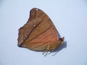 vindula erota , UNMOUNTED, SIN MONTAR A1 BUTTERFLY - Picture 1 of 1