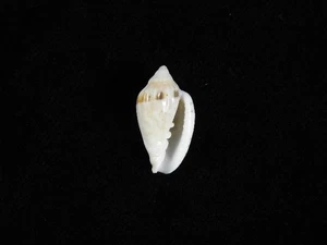 Sea Shell Glabella bifasciata 20.8mm ID#9406 - Picture 1 of 2