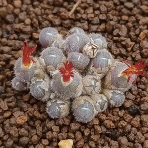 3cm Succulent Plant Conophytum AlbipilosumBlesberg (Multi-Heads) Aizoaceae Plant - Picture 1 of 8