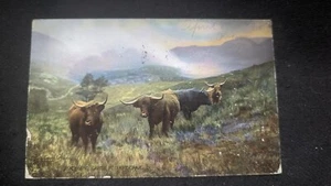 British Origin "Higland Cattle" Arprochar Rare - Picture 1 of 4