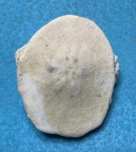 FOSSIL SAND DOLLAR SUWANNEE RIVER FLORIDA fossilized EOCENE ECHINOIDEA - Picture 1 of 5