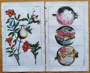 Pomegranate 2 Prints - Original Engravings Wilhelm Botany - 1800 - Picture 1 of 1