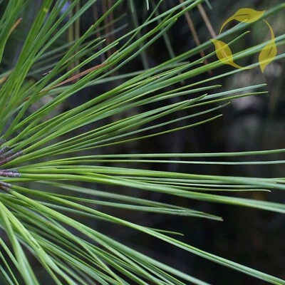 LOBLOLLY PINE Pinus Taeda - 10+ SEEDS - Image 1 of 4