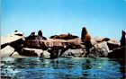 Monterey's Harbor CA California Sea Lions On Breakwater Vintage Postcard