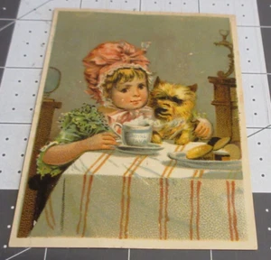 Dwinell Hayward & Co. Royal Java Coffee Victorian Trade Card Yorkie Pink Bonnet - Picture 1 of 2