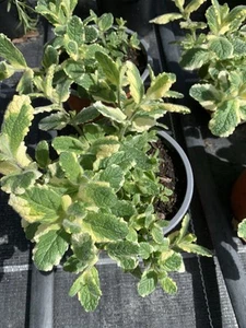 Ananas-Minze Pflanzen Kräuter aus eigenem Anbau 3 Pflanzen im Set - Bild 1 von 1