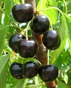3 SEEDS Black Heart King Cherry ORGANIC Super Sweet Ceri Ciliegia Cerise Cereza - Picture 1 of 1