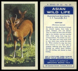 Muntjak #39 Asian Wild Life 1962 Brooke Bond Tea Card