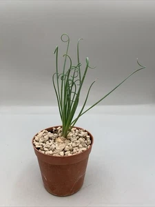 Albuca Spiralis Topf 7,5 cm Zwiebel kleine Blätter lang und dünn Locken - Bild 1 von 5