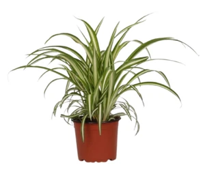 Grünlilie - Chlorophytum comosum 'Variegatum' bessere Raumluft Zimmerpfanze Büro - Bild 1 von 1