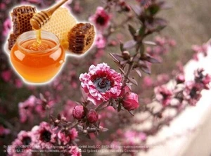 100 MANUKA SEEDS-LEPTOSPERMUM TEA TREE-NATIVE BUSH TUCKER-MEDICINAL HONEY PLANT - Picture 1 of 4