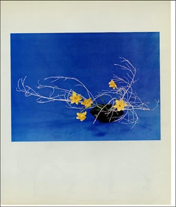 1965 Vintage Print Japanese Ikebana Informal Flower Floral Birch Branch Daffodil - Picture 1 of 3