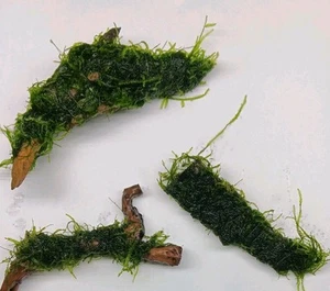 Javamoos su radice 🌿 Gamberetti prato pianta acquario rilegata MOOS legno decorazione - Foto 1 di 3