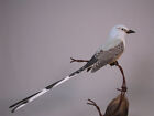 Scissor-tailed Flycatcher Backyard Bird Carving/Birdhug