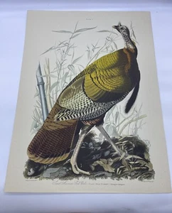 Vintage Audubon Great American Male Cock Wild Turkey Platte 1 Lithographie Druck Kunst - Bild 1 von 18