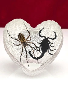 Araña y Escorpión Forma de Corazón Decoración Taxidermia Gótico Punk Oculto - Imagen 1 de 4