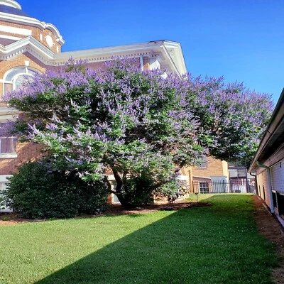 CHASTE TREE SEEDS (Vitex agnus-castus) Monks Pepper Fast Hardy Lilac Flower - Image 1 of 4